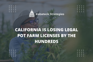 California is losing legal pot farm licenses by the hundreds
